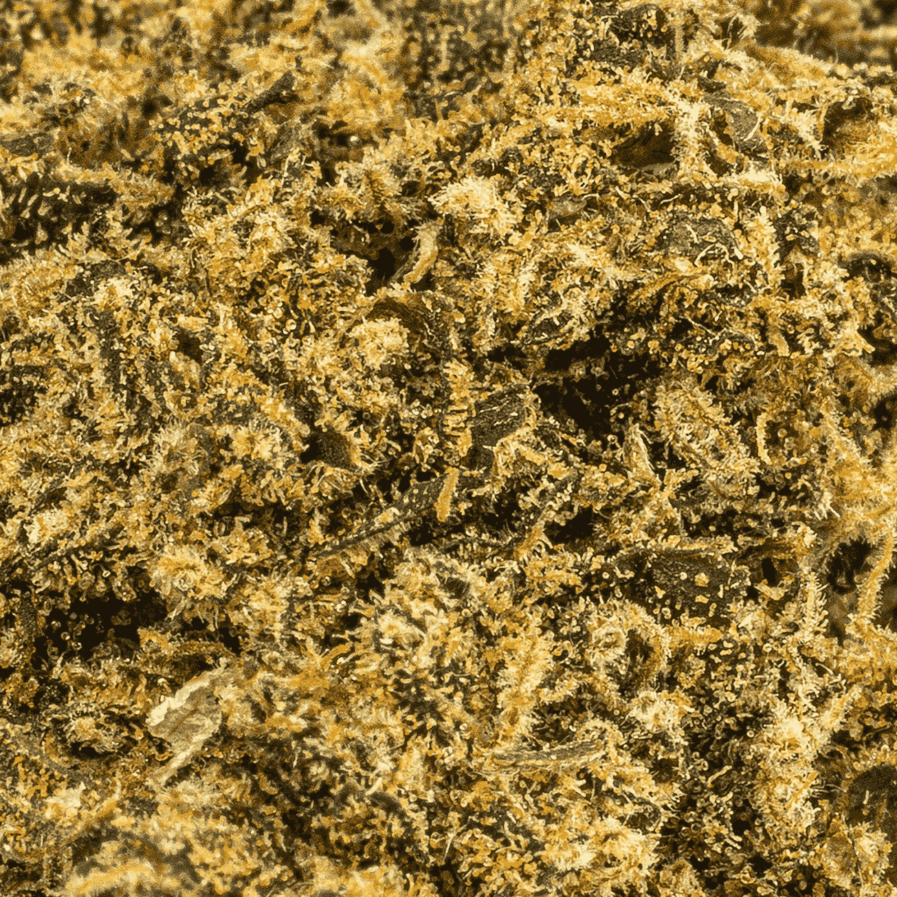 Jean Guy is a sativa-dominant (90% Sativa / 10% Indica) phenotype of the Canadian White Widow strain. Known for its sour citrus aroma and lemon-pine flavor, it offers uplifting, energetic effects ideal for daytime use.