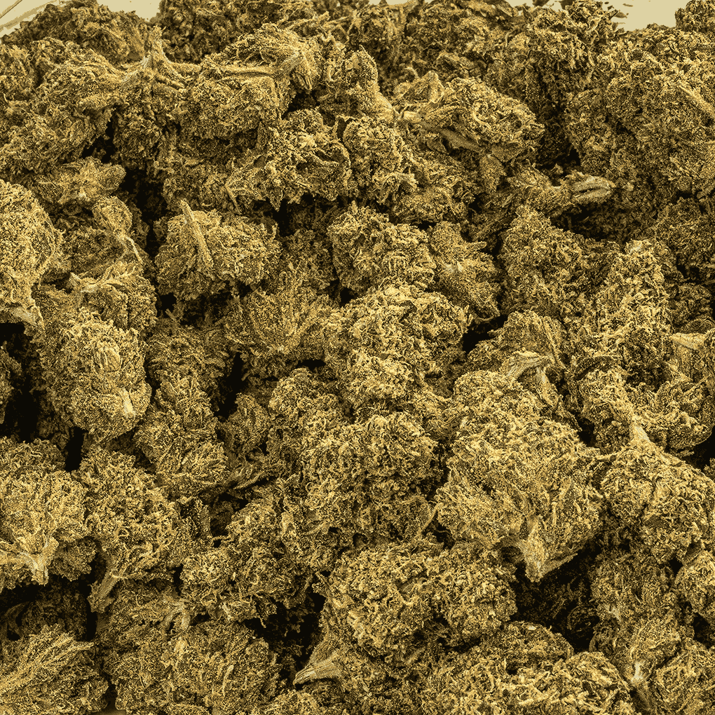 Jean Guy is a sativa-dominant (90% Sativa / 10% Indica) phenotype of the Canadian White Widow strain. Known for its sour citrus aroma and lemon-pine flavor, it offers uplifting, energetic effects ideal for daytime use.