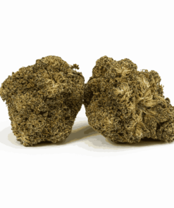 Peach Crescendo is a flavorful hybrid known for its sweet tropical citrus and ripe peach flavor, finishing with hints of sour spice and chemical zest.