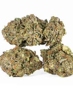 Alternative view of Katsu (AAAA)