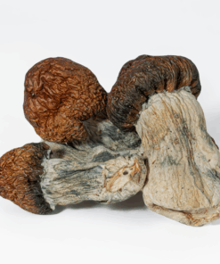 Alternative view of Blue Pulaski Mushrooms