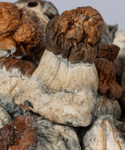 Alternative view of B+ Mushrooms