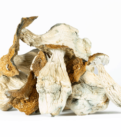 Alternative view of A-One Mushrooms - Lucid Gates