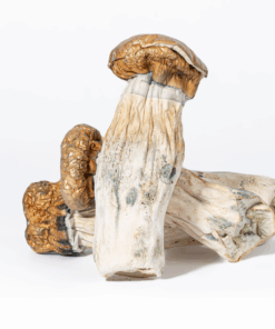 Alternative view of GC Thrashers Mushrooms