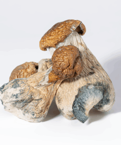 Alternative view of Trinity Mushrooms