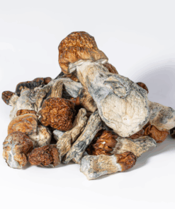 Alternative view of Vietnamese Mushrooms