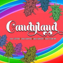 Candyland is a sativa-leaning hybrid made from the iconic Granddaddy Purple and Platinum Cookies. This strain is well-loved for its energizing and euphoric effects, making it a top pick for daytime smokers who want to stay upbeat, focused, and inspired.