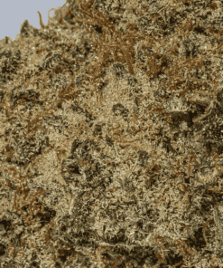 Glazed Donut is an evenly balanced hybrid strain (50% indica/50% sativa) created through crossing the tasty Grape Slushie X Purple Punch strains.