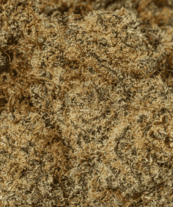 Monster Berry is an evenly balanced hybrid strain (50% indica/50% sativa) created through crossing the classic Grand Daddy Purple X Girl Scout Cookies strains