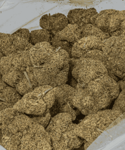 Monster Berry is an evenly balanced hybrid strain (50% indica/50% sativa) created through crossing the classic Grand Daddy Purple X Girl Scout Cookies strains