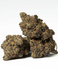 Purple Wookie, also known as “Purple Wookies,” is an indica dominant hybrid strain (70% indica/30% sativa) created through crossing the potent Purple Unicorn X Wookie #15 strains.