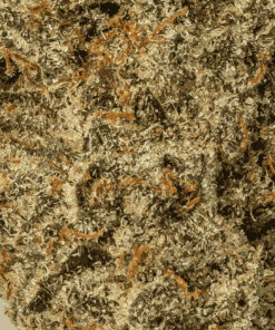 Flintstones is a rare heavily indica dominant hybrid strain (90% indica/10% sativa) created through crossing the popular Fruity Pebbles X Sour Bubble strains.