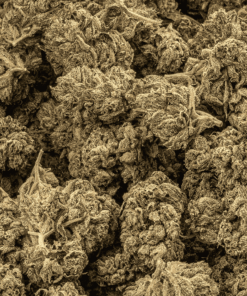 Purple Picasso is a flavorful indica-dominant hybrid (60/40) crafted from Godfather Purple and OZK, delivering a creative, calming high with THC levels between 20–26%.