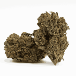 Gasolina is a 60/40 indica-dominant hybrid with an intense gassy, peppery aroma and sweet vanilla-berry flavor.