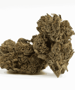 Gasolina is a 60/40 indica-dominant hybrid with an intense gassy, peppery aroma and sweet vanilla-berry flavor.