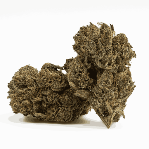 Gasolina is a 60/40 indica-dominant hybrid with an intense gassy, peppery aroma and sweet vanilla-berry flavor.