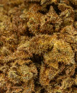 Golden Haze is a 70/30 sativa-dominant hybrid with a bright citrus-berry flavor and earthy, spicy aroma. A cross of Super Silver Haze and Amnesia Haze, it delivers an uplifting, euphoric high that boosts mood and energy while gently relaxing the body. With 17% THC, it’s ideal for easing stress, anxiety, depression, and mild pain without sedation.