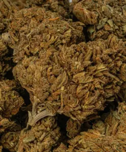 Golden Haze is a 70/30 sativa-dominant hybrid with a bright citrus-berry flavor and earthy, spicy aroma. A cross of Super Silver Haze and Amnesia Haze, it delivers an uplifting, euphoric high that boosts mood and energy while gently relaxing the body. With 17% THC, it’s ideal for easing stress, anxiety, depression, and mild pain without sedation.