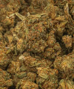 Lagoon is a 60/40 indica-dominant hybrid and a potent descendant of the classic Blueberry strain. It offers sweet berry flavors with earthy, spicy notes and delivers a calming, euphoric high. Ideal for evening use, Lagoon promotes sociability before easing you into deep physical relaxation and mild psychedelic effects. With 15–18% THC, it’s great for managing pain, stress, depression, insomnia, and nausea.