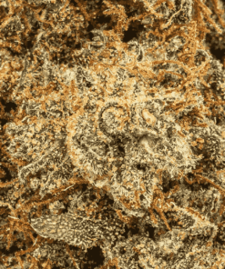 Milk Bone is a balanced hybrid strain made from Girl Scout Cookies (Forum Cut) and StarDawg F2, delivering a calming, sedative high.