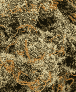 Pink Death Star is a rare, pure indica powerhouse born from Death Star and Blood Rose. Its dense, frosty buds shimmer with pink hues and amber hairs, releasing bold diesel and earthy spice aromas. Each inhale delivers notes of sweet berries and warm cinnamon with a rich diesel finish.