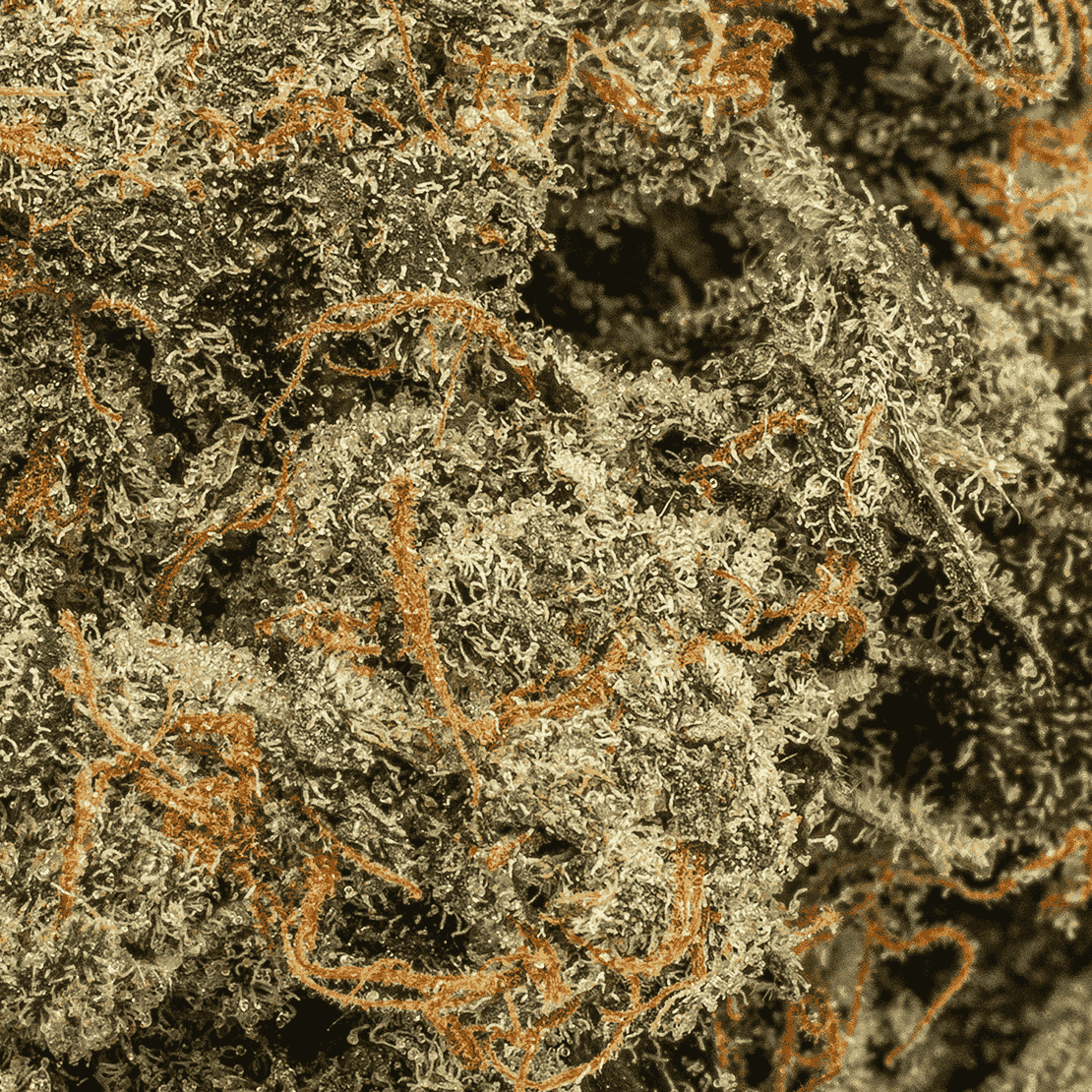 Pink Death Star is a rare, pure indica powerhouse born from Death Star and Blood Rose. Its dense, frosty buds shimmer with pink hues and amber hairs, releasing bold diesel and earthy spice aromas. Each inhale delivers notes of sweet berries and warm cinnamon with a rich diesel finish.