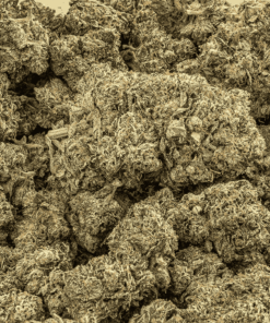 Pink Death Star is a rare, pure indica powerhouse born from Death Star and Blood Rose. Its dense, frosty buds shimmer with pink hues and amber hairs, releasing bold diesel and earthy spice aromas. Each inhale delivers notes of sweet berries and warm cinnamon with a rich diesel finish.