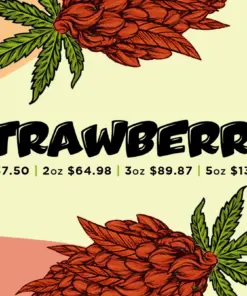The Strawberry strain is a sativa dominant hybrid that has earned a cult following among cannabis lovers. While its exact genetics remain a mystery, Strawberry is rumored to have influenced the creation of other well-known strains, including the elusive Strawberry Fields. What makes it stand out is its mouthwatering flavor profile that tastes just like a bowl of fresh strawberries topped with sugar and cream, with a subtle earthy finish. The aroma mirrors the taste, delivering a sweet berry bouquet with hints of earth and spice when smoked.