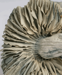 Treasure Coast Albino is a popular and visually striking Psilocybe cubensis strain known for its potent psychedelic effects. Despite its “albino” name, it’s technically leucistic, meaning it lacks most pigmentation but still bruises blue when handled—a sign of its potent psilocybin content. 