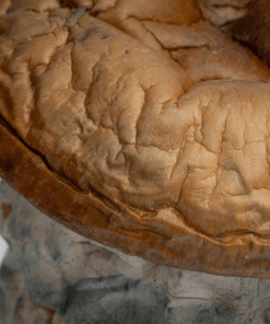 Alternative view of Dino Eggs Mushrooms