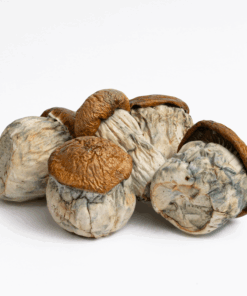 Dino Eggs mushrooms are notably potent, delivering a powerful psychedelic experience characterized by strong visual distortions, enhanced sensory perception, euphoria, and deep introspective states. Users often describe a warm body high accompanied by vivid visuals and a mental clarity that borders on mystical. It's a strain that appeals to both seasoned psychonauts and those looking for a deeper, more profound trip.