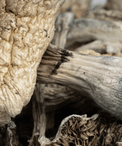 Golden Teacher is a legendary strain of Psilocybe cubensis, renowned for its golden caps, reliable growth, and deeply introspective psychedelic experience. First appearing in the 1980s, Golden Teacher quickly gained popularity for its balanced potency and spiritual effects, often described as offering lessons or insights—hence the name “Teacher.”