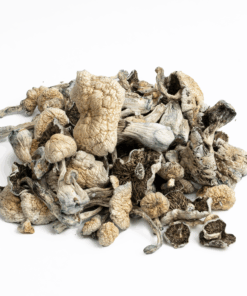 Alternative view of Golden Teacher Mushrooms