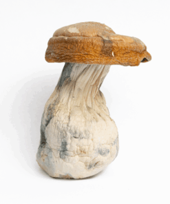 Alternative view of King Kong Mushrooms