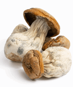 King Kong is a large and potent Psilocybe cubensis strain known for its massive fruiting bodies, fast growth, and strong psychedelic effects. With thick stems, broad golden caps, and deep blue bruising, it delivers a powerful, immersive experience—ideal for experienced users seeking intense visuals and introspection.