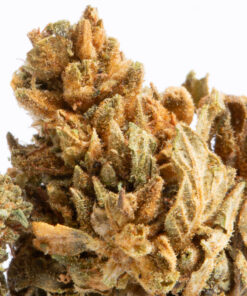 Alternative view of Pitbull (A)