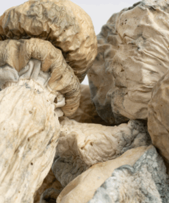 The SV-13 strain is considered a genetic anomaly or specialty cultivar, likely bred or selected for its unique pigmentation and strong alkaloid profile. It tends to produce short, dense, and meaty mushrooms that often grow in tight clusters. Despite its rare visual traits, it remains a cubensis at its core, making it relatively easy to cultivate under standard conditions.