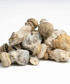 Alternative view of SV-13 Albino Mushrooms