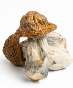 Texas Yellow Caps is a robust Psilocybe cubensis strain known for its golden-yellow caps, fast colonization, and balanced psychedelic effects. Originally sourced from the wilds of Texas, this strain produces medium to large fruiting bodies with thick stems and classic cubensis features. It offers a smooth, euphoric experience with gentle visuals and introspective clarity, making it suitable for both beginners and experienced users.