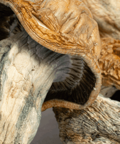 Alternative view of Texas Yellow Caps Mushrooms