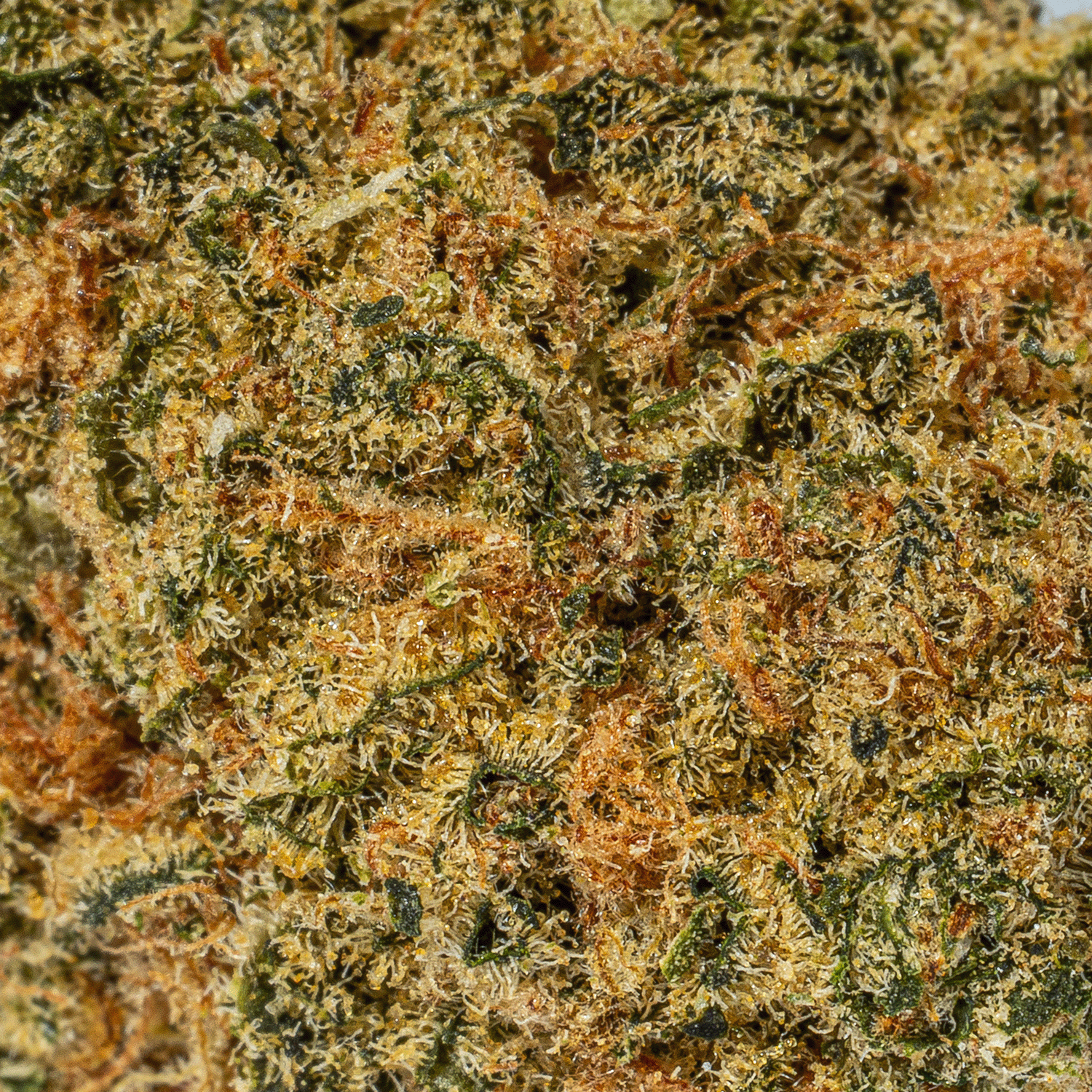 Night Nurse (AA) - Image 5