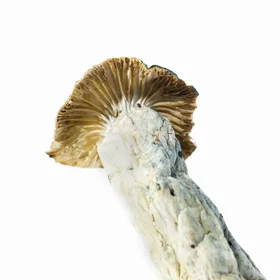 A-One Mushrooms - Transkei - Image 2