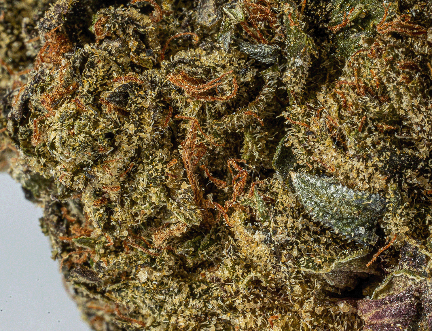 Black Afghani (AAA) - Image 5