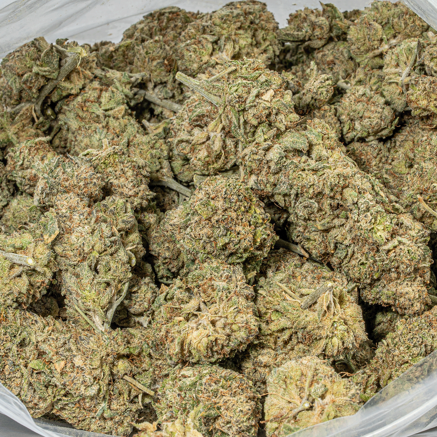 Head Betty (AA) - Image 3