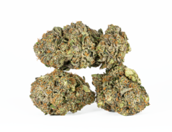 Alternative view of Katsu (AAAA)