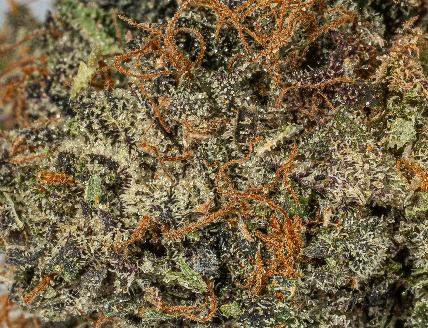 Katsu (AAAA) - Image 5