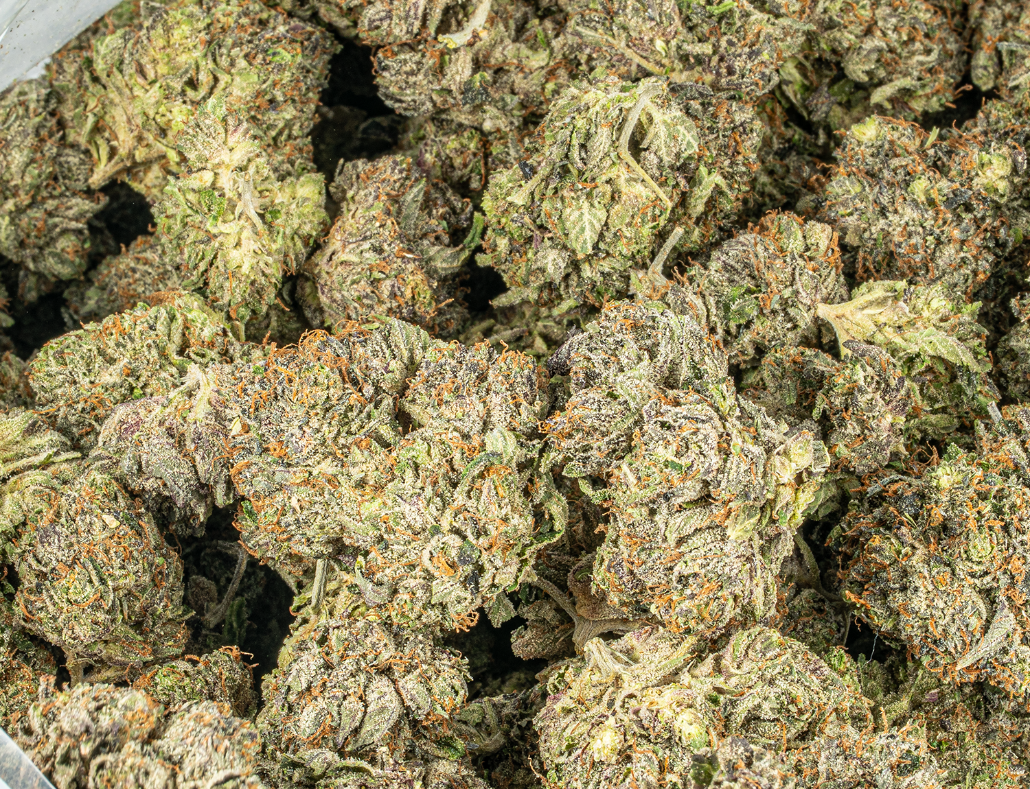 Katsu (AAAA) - Image 4