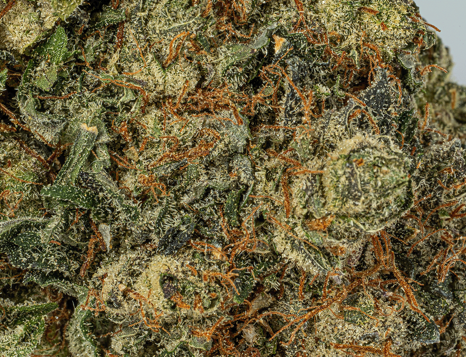 Purple Kush (AAA) - Image 5