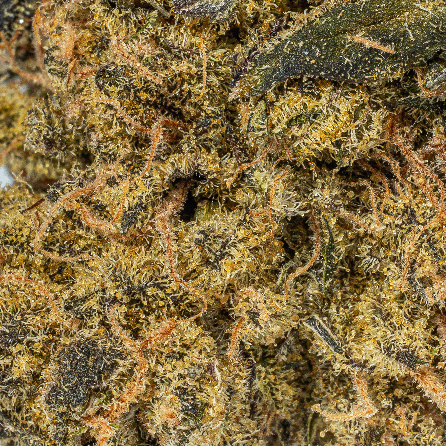 Cheese Wiz (AA) - Image 5