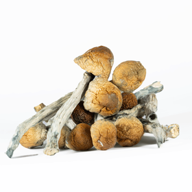 A-One Mushrooms - B Plus - Image 2